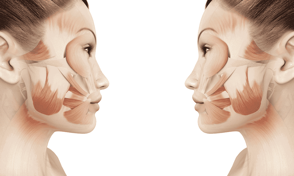 Using Facial Structure to Maximize Beauty, a comparison of a woman's facial muscles is shown side by side.
